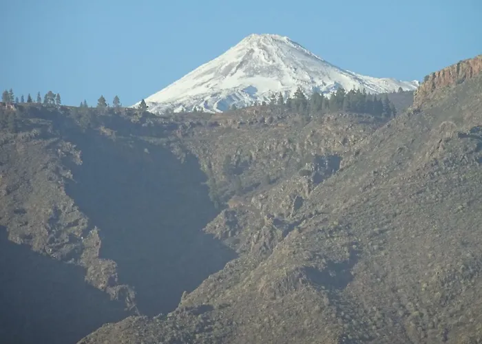 Orion Daire Palm-mar